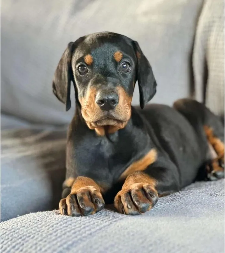 Cuccioli di Dobermann dell'allevamento della Ninfa Nobel