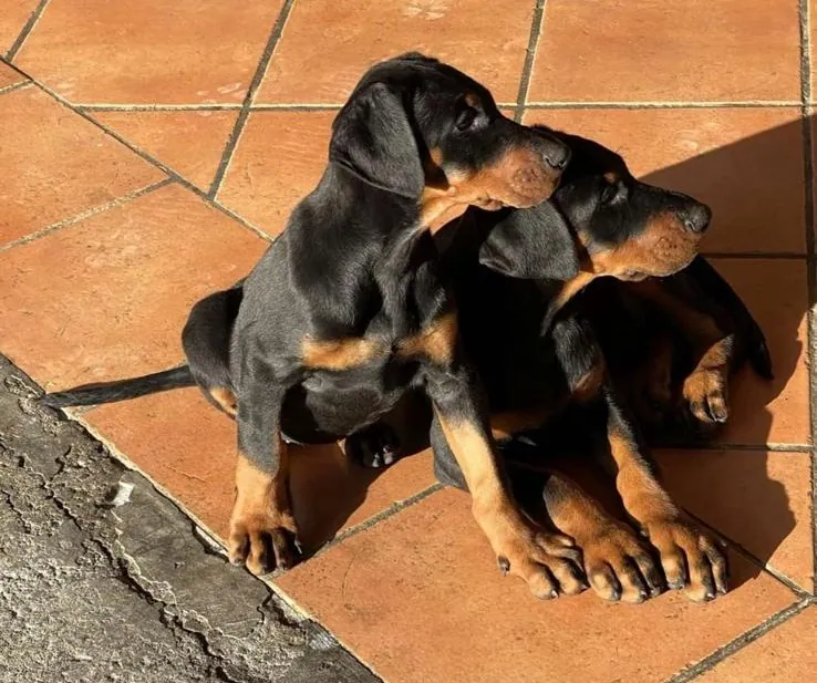 Cucciolata di Dobermann