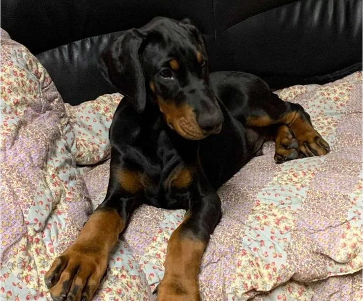 Cuccioli di Dobermann insieme