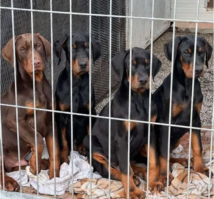 Cucciolata di Dobermann negli spazi dell'allevamento