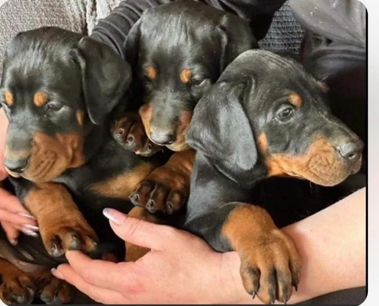 Cuccioli di Dobermann che giocano sull'erba