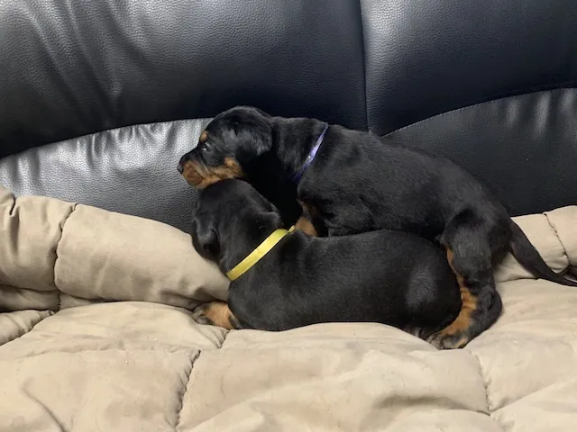 Cucciolata di Dobermann che riposa