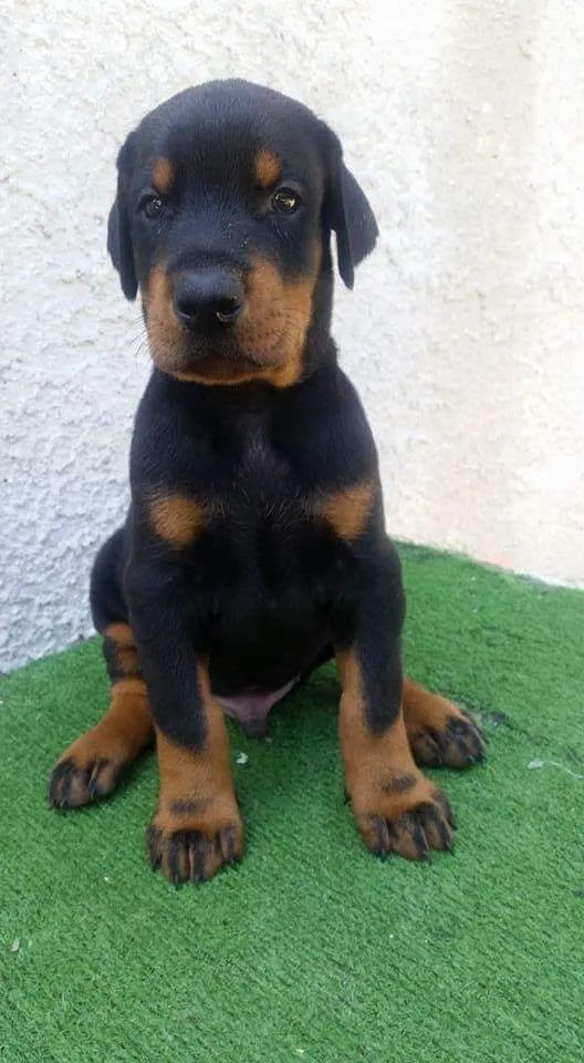 Cuccioli di Dobermann durante il gioco
