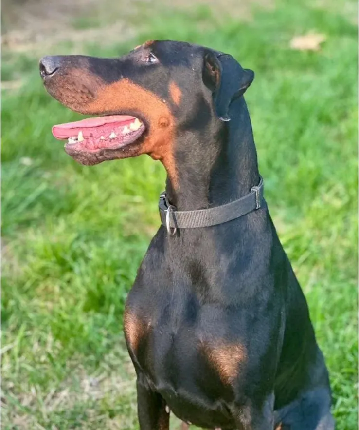 Cucciolo di Dobermann in allevamento