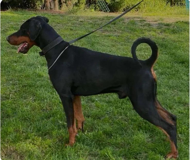 Cucciolo di Dobermann nato in allevamento