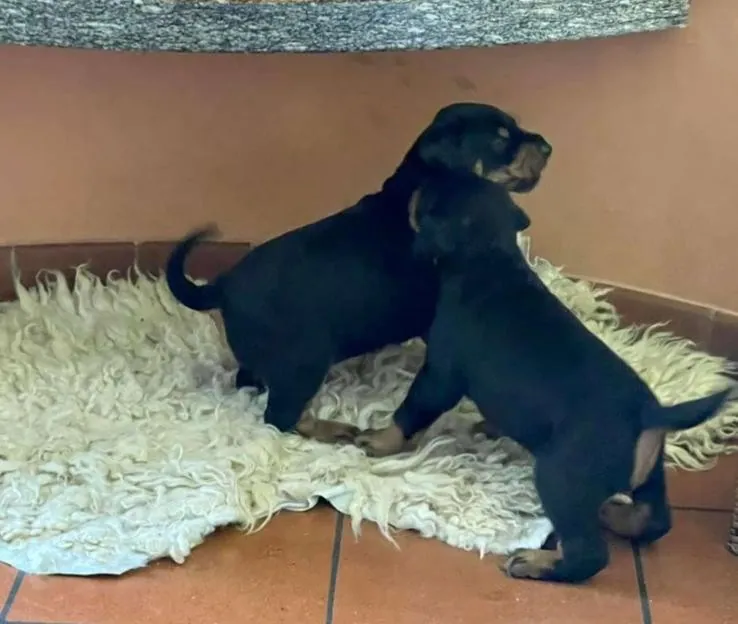Cucciolo di Dobermann sull'erba