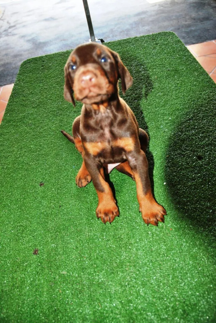 Cucciolo di Dobermann in fase di socializzazione