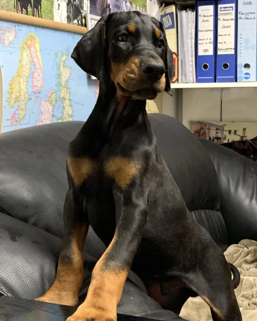 Cucciolo di Dobermann in primo piano