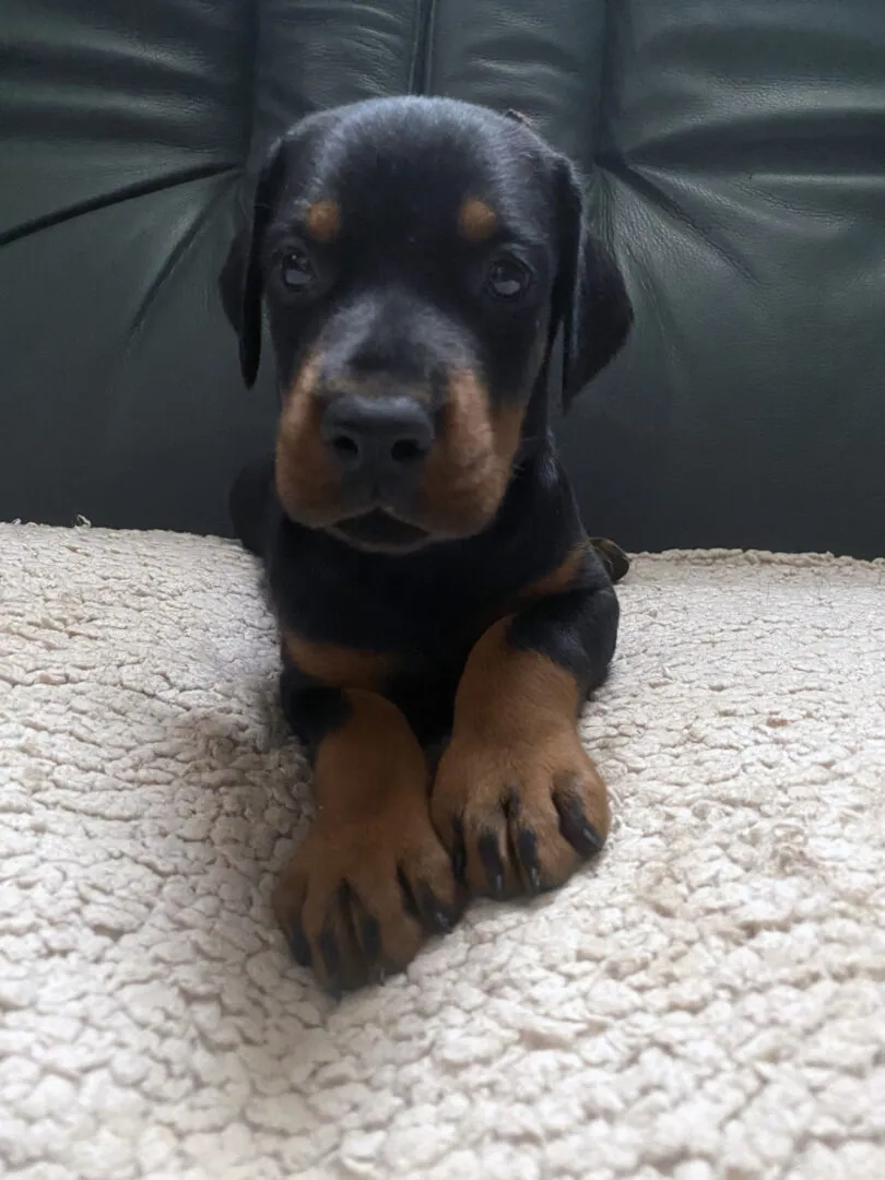Cucciolo di Dobermann in braccio