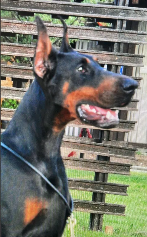 Eden Della Ninfa Nobel, femmina Dobermann