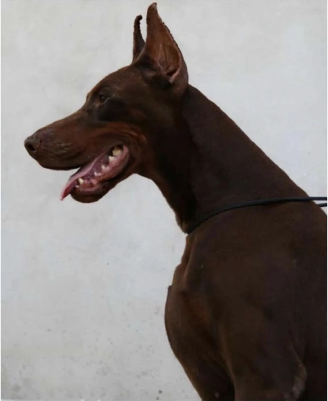 Elixir Della Ninfa Nobel, maschio Dobermann
