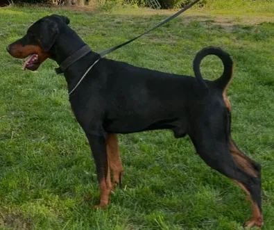 Lancelot of Djarmat Della Ninfa Nobel, maschio Dobermann
