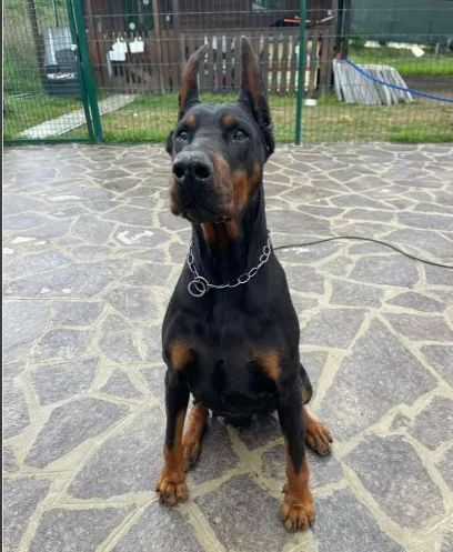 Mayla Della Ninfa Nobel, femmina Dobermann