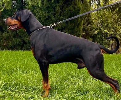 Nico Della Ninfa Nobel, maschio Dobermann dell'allevamento