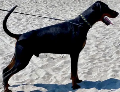 Raja Della Ninfa Nobel, maschio Dobermann in posizione da esposizione