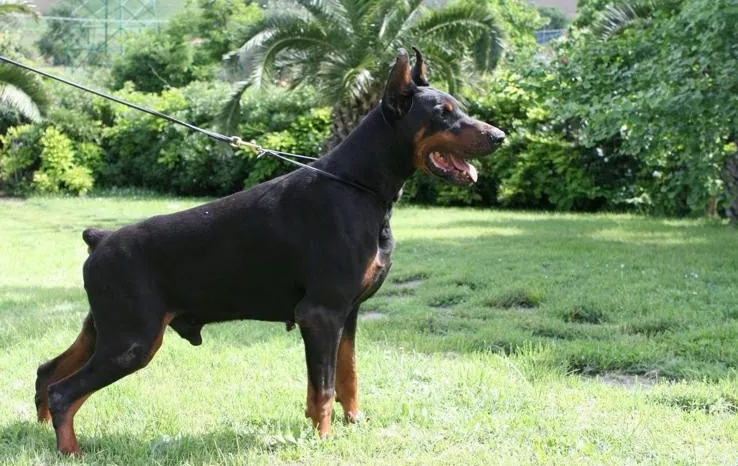 Salubi Della Ninfa Nobel, maschio Dobermann