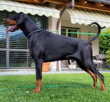 Tony Della Ninfa Nobel, maschio Dobermann