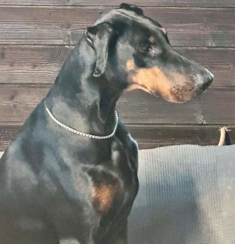 Vacca of Djarmati Della Ninfa Nobel, femmina Dobermann