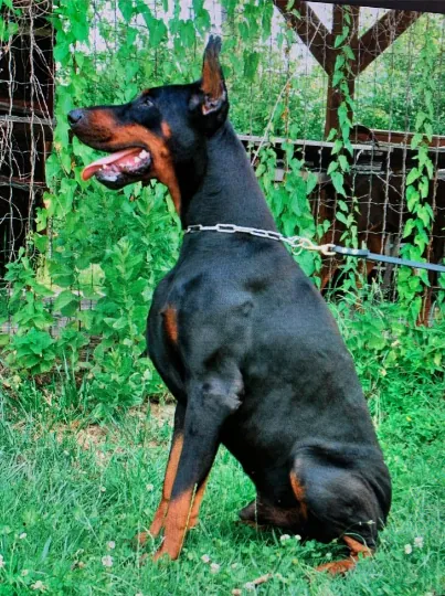 Zero Della Ninfa Nobel, maschio Dobermann