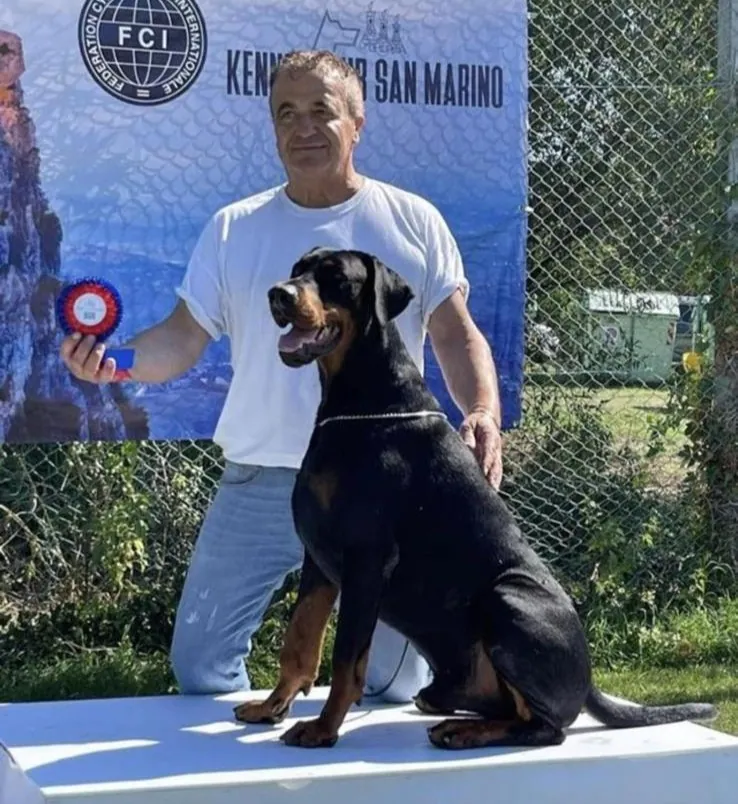 Momento di gara in una esposizione canina