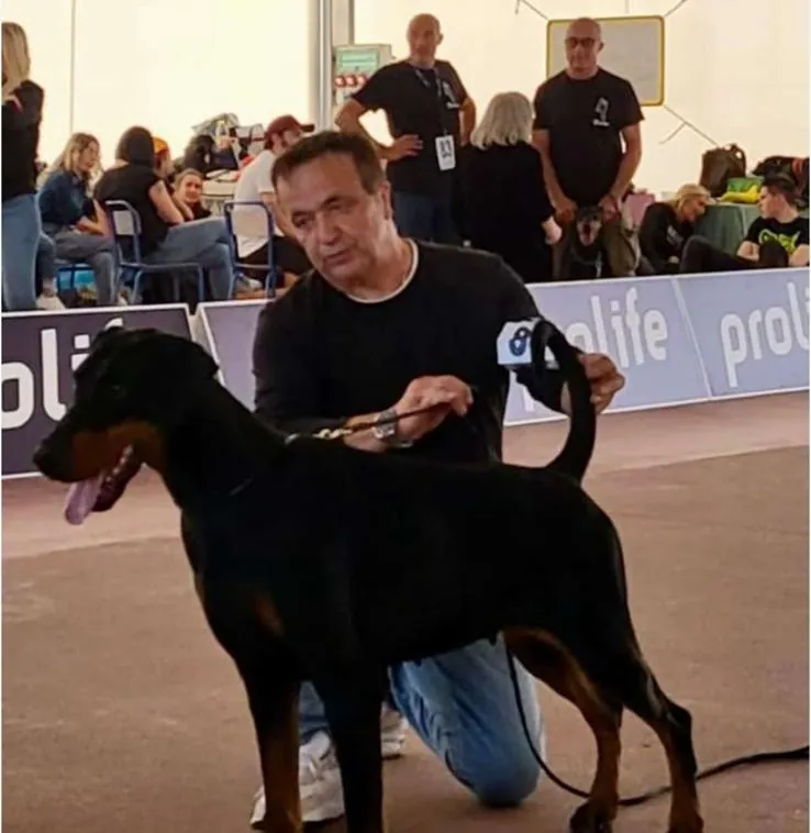 Presentazione in ring durante una esposizione