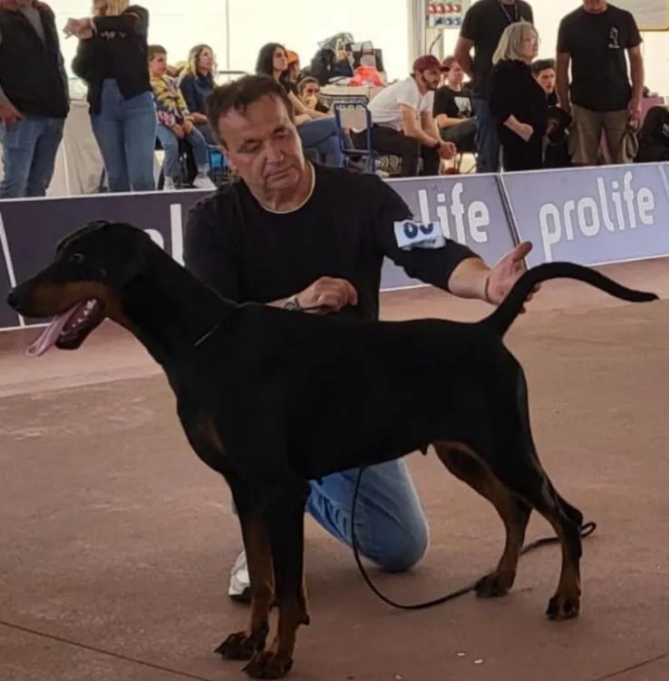 Presentazione di un Dobermann nel ring espositivo