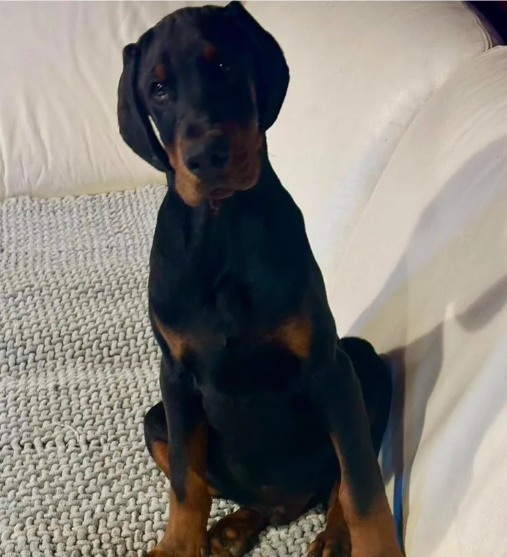 Dobermann in relax negli spazi al coperto