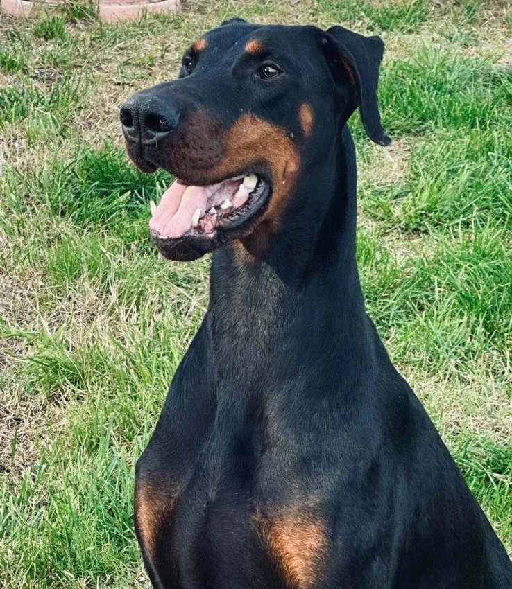 Primo piano di un Dobermann dell'allevamento
