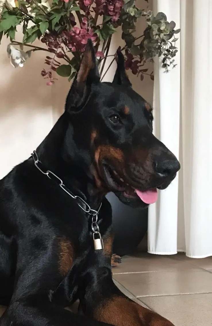 Primo piano di un Dobermann adulto