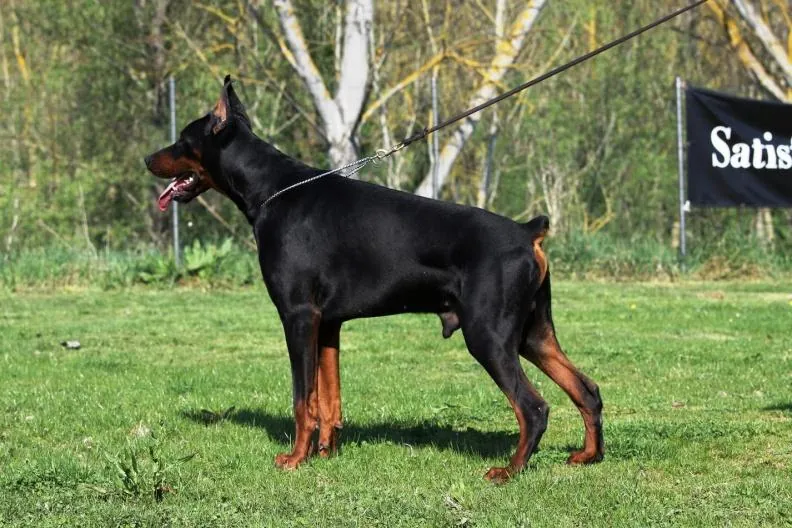 Dobermann in passeggiata vicino all'acqua