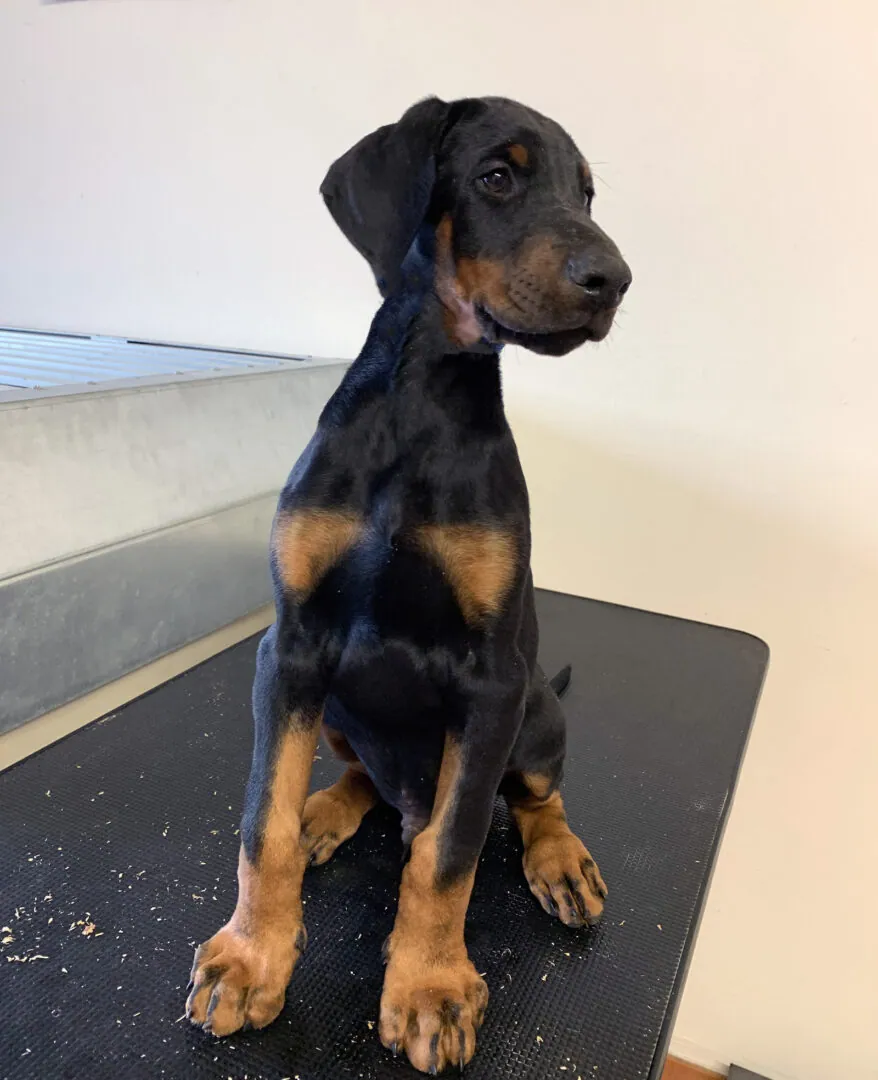 Dobermann adulto in lavoro sul campo