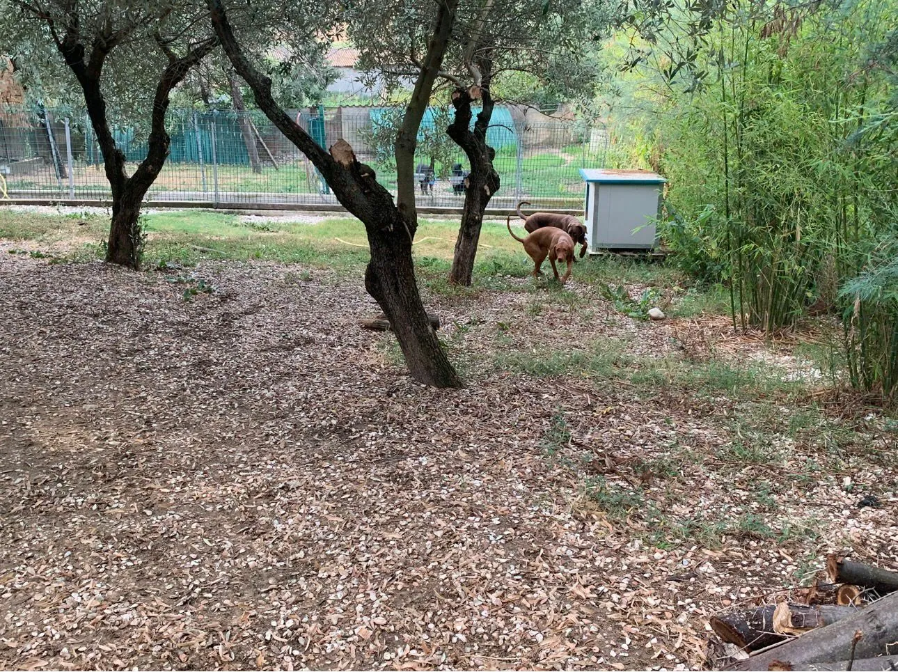 Spazi tranquilli dedicati al riposo dei cani ospiti