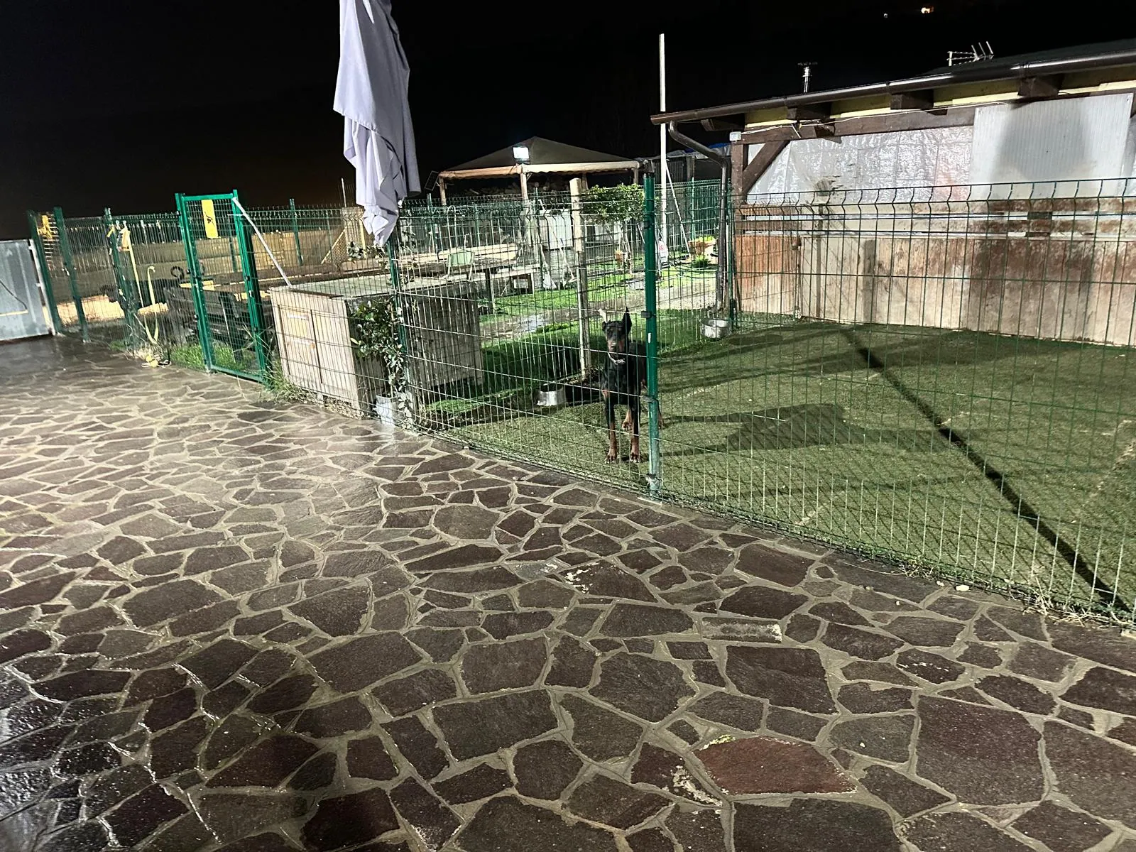 Cura quotidiana dei cani ospiti in pensione
