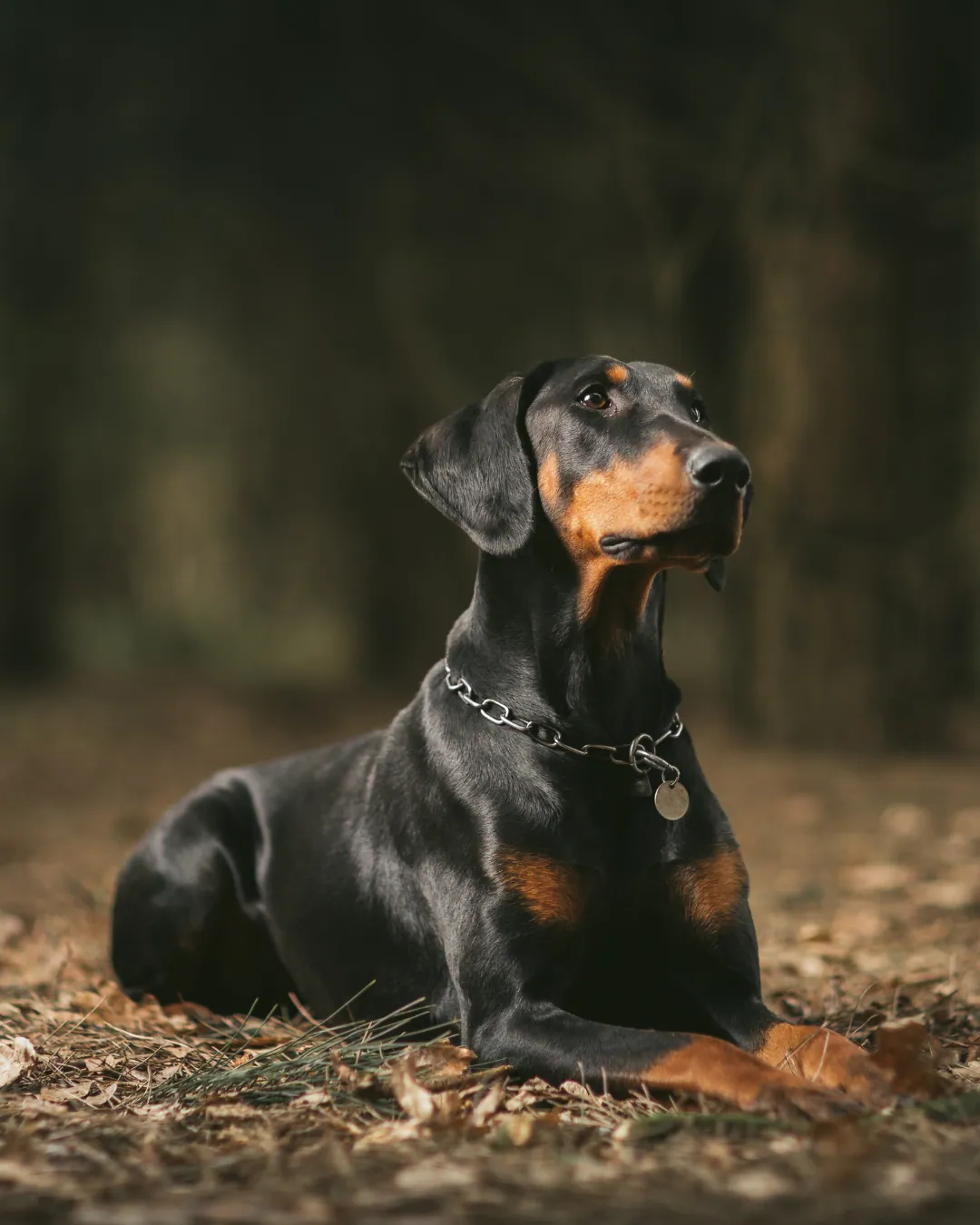 Dobermann adulto nero focato in riposo negli spazi dell'allevamento