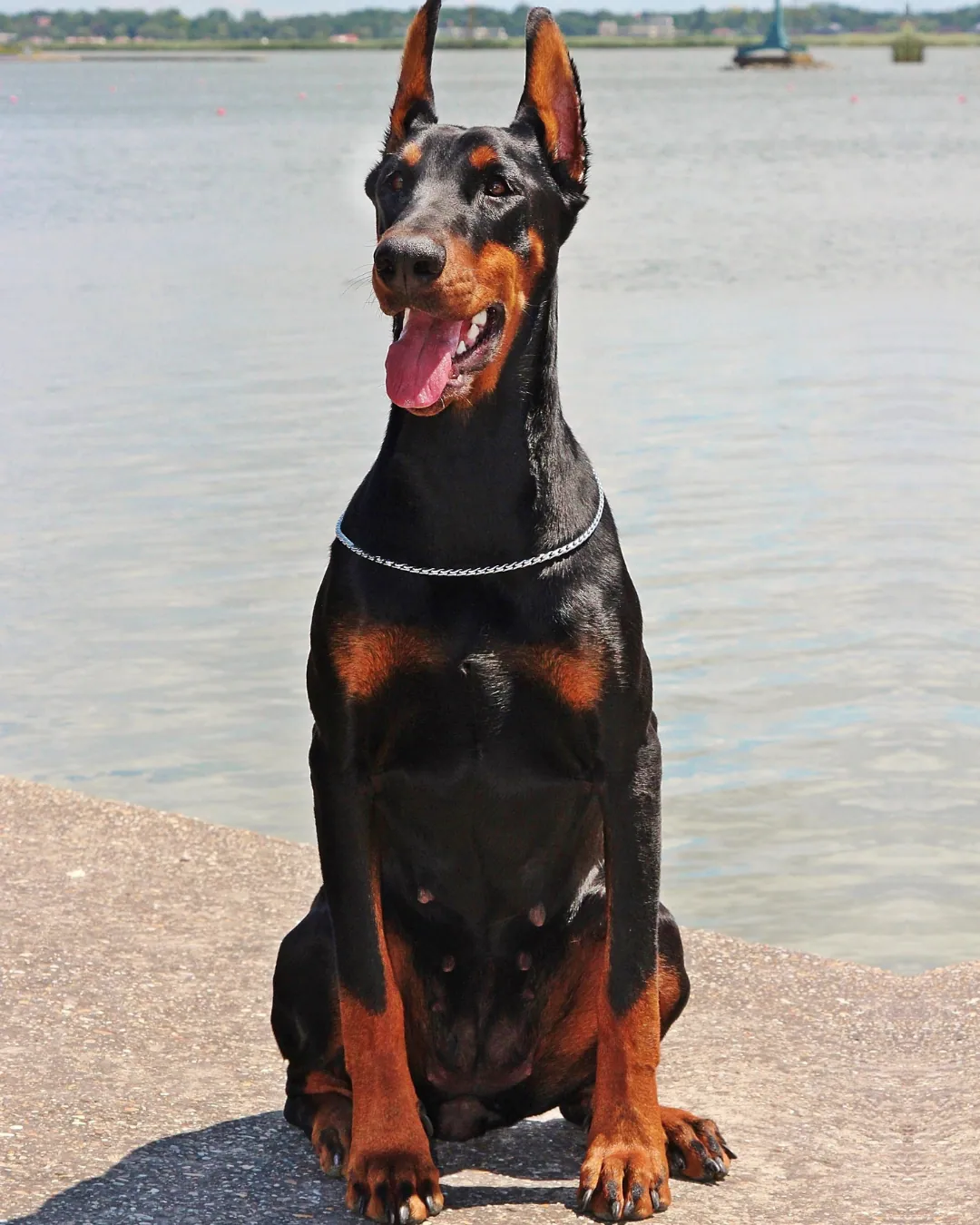 Ritratto di Dobermann in controluce