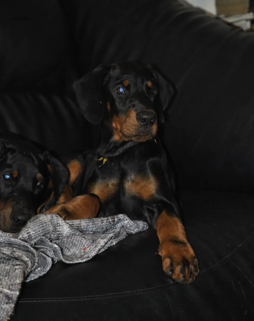 Dobermann attento durante una sessione di lavoro