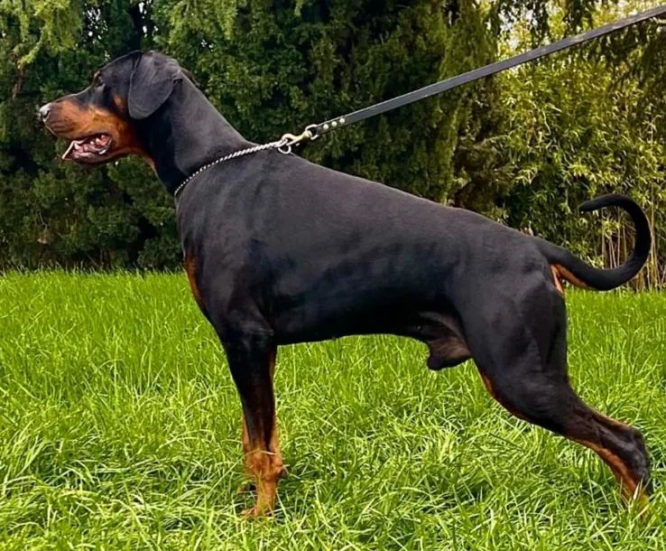 Dobermann durante una sessione di educazione all'aperto