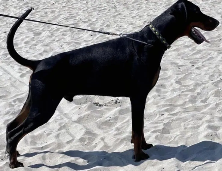 Dobermann in posa di profilo su campo erboso
